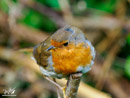 Robin - Rudzik